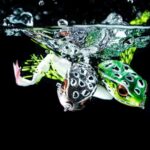 Molix FROG