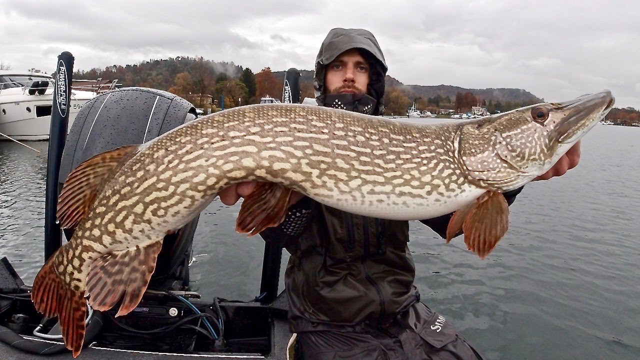 Pesca a Spinning di GRANDI LUCCI sul Lago Maggiore