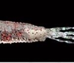 Little Jack IGNITED TAIL FUSION